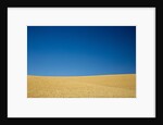 Wheat Field Ready for Harvest with Blue Sky by Anonymous