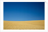 Wheat Field Ready for Harvest with Blue Sky by Anonymous