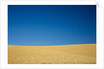 Wheat Field Ready for Harvest with Blue Sky by Anonymous