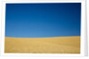 Wheat Field Ready for Harvest with Blue Sky by Anonymous