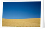 Wheat Field Ready for Harvest with Blue Sky by Anonymous