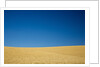 Wheat Field Ready for Harvest with Blue Sky by Anonymous