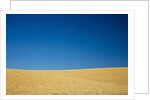 Wheat Field Ready for Harvest with Blue Sky by Anonymous