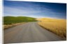 Winding Back Country Road through Winter and Spring Wheat Fields by Anonymous