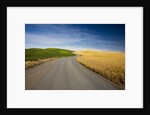 Winding Back Country Road through Winter and Spring Wheat Fields by Anonymous