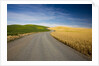 Winding Back Country Road through Winter and Spring Wheat Fields by Anonymous