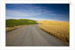 Winding Back Country Road through Winter and Spring Wheat Fields by Anonymous
