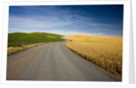 Winding Back Country Road through Winter and Spring Wheat Fields by Anonymous