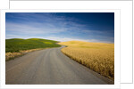 Winding Back Country Road through Winter and Spring Wheat Fields by Anonymous