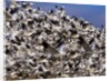 Snow Geese in flight with a bluse sky day by Anonymous