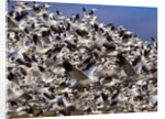 Snow Geese in flight with a bluse sky day by Anonymous