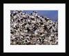 Snow Geese in flight with a bluse sky day by Anonymous
