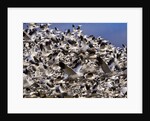 Snow Geese in flight with a bluse sky day by Anonymous