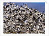 Snow Geese in flight with a bluse sky day by Anonymous