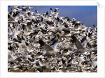 Snow Geese in flight with a bluse sky day by Anonymous
