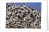 Snow Geese in flight with a bluse sky day by Anonymous