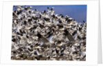 Snow Geese in flight with a bluse sky day by Anonymous