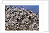 Snow Geese in flight with a bluse sky day by Anonymous