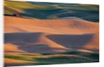 Crops of Wheat and Peas nearing Harvest by Anonymous