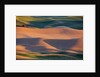 Crops of Wheat and Peas nearing Harvest by Anonymous