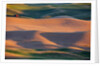 Crops of Wheat and Peas nearing Harvest by Anonymous