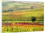 Autumn Vinyards in full color near Montepulciano by Anonymous
