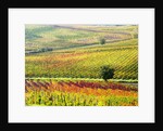Autumn Vinyards in full color near Montepulciano by Anonymous