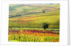 Autumn Vinyards in full color near Montepulciano by Anonymous