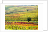 Autumn Vinyards in full color near Montepulciano by Anonymous