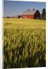 Red Barn in Field of Harvest Wheat by Anonymous