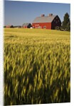 Red Barn in Field of Harvest Wheat by Anonymous