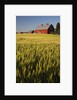 Red Barn in Field of Harvest Wheat by Anonymous