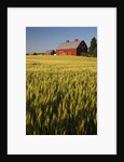 Red Barn in Field of Harvest Wheat by Anonymous