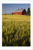 Red Barn in Field of Harvest Wheat by Anonymous