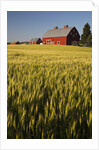 Red Barn in Field of Harvest Wheat by Anonymous