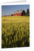 Red Barn in Field of Harvest Wheat by Anonymous
