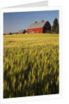 Red Barn in Field of Harvest Wheat by Anonymous