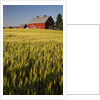 Red Barn in Field of Harvest Wheat by Anonymous