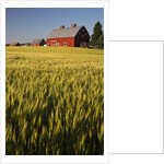 Red Barn in Field of Harvest Wheat by Anonymous