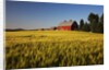 Red Barn in Field of Harvest Wheat by Anonymous