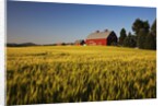 Red Barn in Field of Harvest Wheat by Anonymous