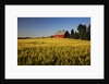 Red Barn in Field of Harvest Wheat by Anonymous