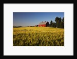 Red Barn in Field of Harvest Wheat by Anonymous