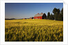 Red Barn in Field of Harvest Wheat by Anonymous