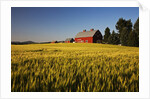 Red Barn in Field of Harvest Wheat by Anonymous