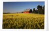 Red Barn in Field of Harvest Wheat by Anonymous