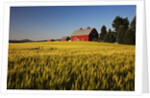 Red Barn in Field of Harvest Wheat by Anonymous