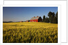 Red Barn in Field of Harvest Wheat by Anonymous