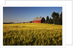 Red Barn in Field of Harvest Wheat by Anonymous