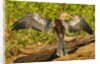 Anhinga Preening by Anonymous